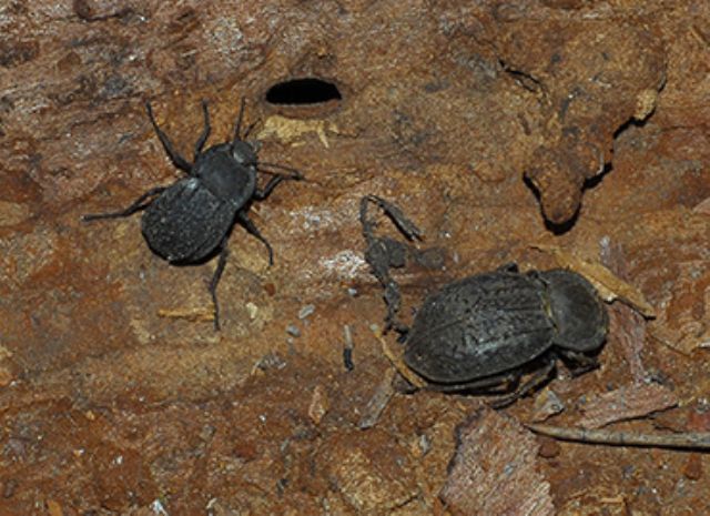 Coleotteri in Sardegna